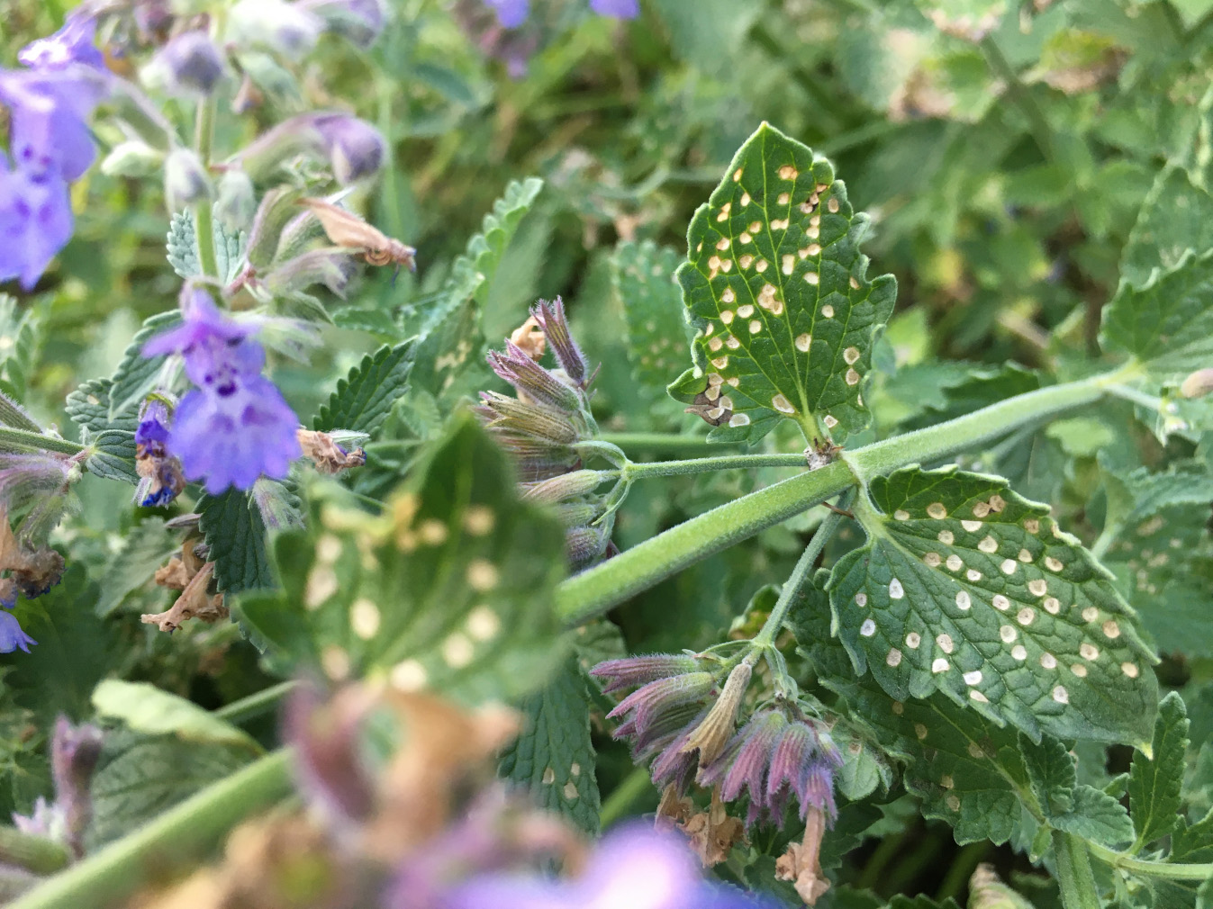 Fourlined plant bug damage on Nepeta sp.